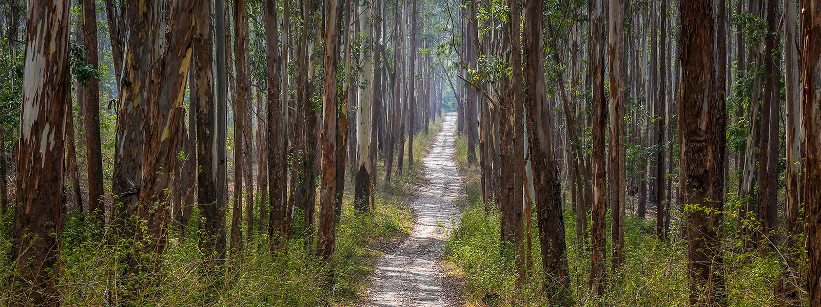 Muthanga Wildlife Sanctuary