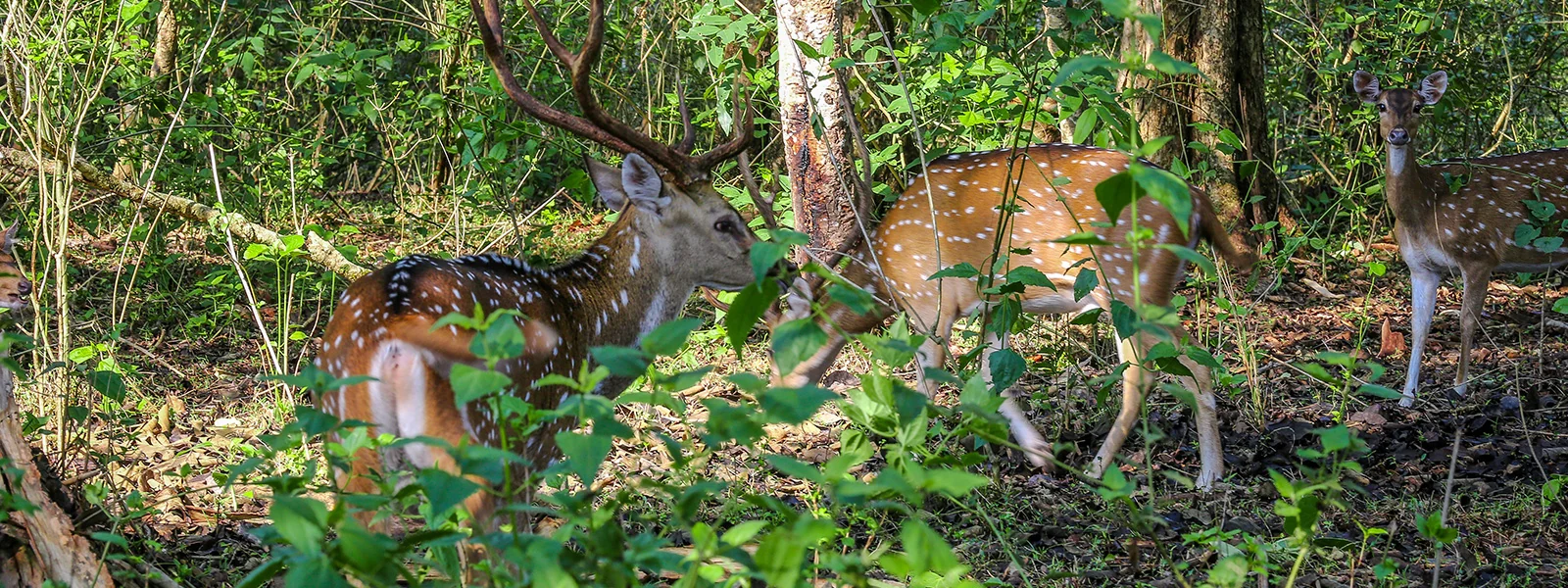 Scenic forest view inside Tholpetty Wildlife Sanctuary, Wayanad